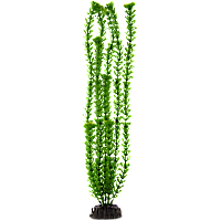 Imagitarium Green Ambulia Background Aquarium Plant