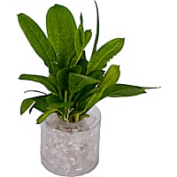 Rosette Sword (Echinodorus parviflorus)  - Aquarium Tube Plant