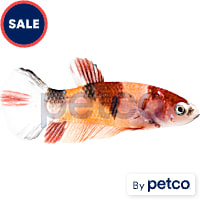 Female Koi Betta