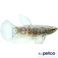Female Elephant Ear Betta