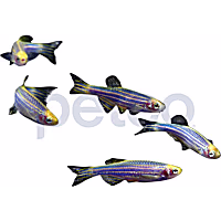 Cosmic Blue Danio 5-Pack