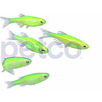 Electric Green Danio - 5 Pack
