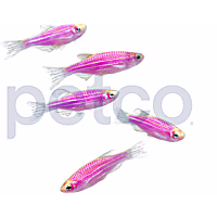 Galactic Purple Danio - 5 Pack