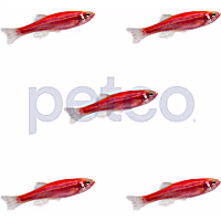 Starfire Red Danio - 5 Pack