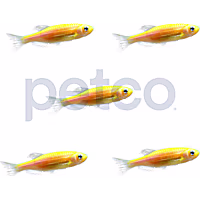 Sunburst Orange Danio - 5 Pack