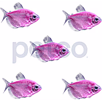 Moonrise Pink Tetra - 5 Pack