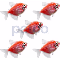 Starfire Red Tetra - 5 Pack