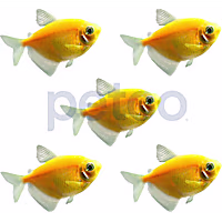 Sunburst Orange Tetra - 5 Pack
