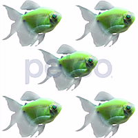 Electric Green Longfin Tetra - 5 Pack