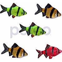 Assorted GloFish Tiger Barb - 5 Pack