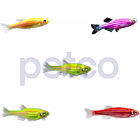 Assorted GloFish Danio 5-Pack
