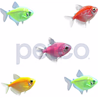 Assorted GloFish Tetra - 5 Pack