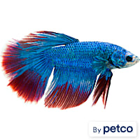 Male Stars & Stripes Betta