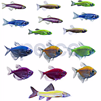 GloFish 20G Community Collection
