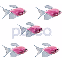 Moonrise Pink Longfin Tetra