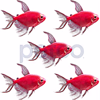 Starfire Red Longfin GloFish Tetra