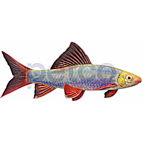 Cosmic Blue Shark GloFish