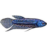 Blue Alien Betta