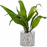Java Fern