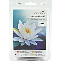 White Water Lily