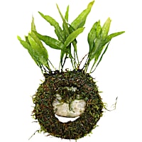 Floating Java Ring & Plant