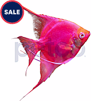 GloFish Starfire Red Angelfish