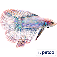 Male Halfmoon Doubletail Betta