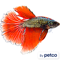 Male Copper Betta