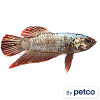 Male Red Platinum Dragon Betta