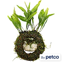 Floating Java Ring & Plant