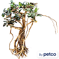 Bucephalandra Banyan Tree
