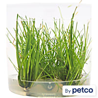 Eleocharis parvula - Tissue Culture Aquarium Plant