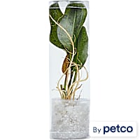 Ozelot Sword (Echinodorus sp. "Ozelot") - Aquarium Tube Plant