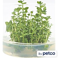 Lysimachia nummularia - Tissue Culture Aquarium Plant