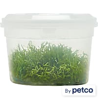 Riccia fluitans - Tissue Culture Aquarium Plant
