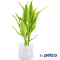 Dracaena sanderiana "Gold Ribbon" - Terrarium Tube Plant