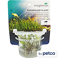 Cryptocoryne beckettii - Tissue Culture Aquarium Plant