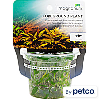 Cryptocoryne wendtii "Green" - Tissue Culture Aquarium Plant