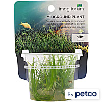 Helanthium tenellum - Tissue Culture Aquarium Plant