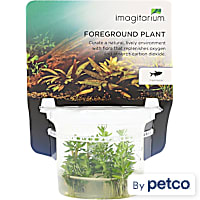 Ammania sp. - Bonsai - Tissue Culture Aquarium Plant