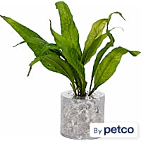 Tropica Fern (Microsorium pteropus) - Aquarium Tube Plant