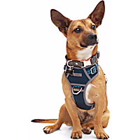 Reddy Canvas Dog Harness