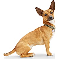 Reddy Green Camo Dog Collar