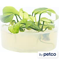 Anubias Pinto Tissue Culture