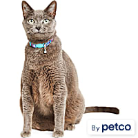 YOULY Iridescent Kitten & Cat Collar