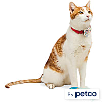 YOULY Birthday Cat Bowtie and Toy Set