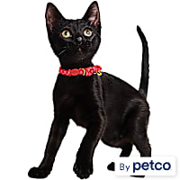 YOULY Valentine's Breakaway Cat Collar