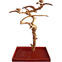 A&E Cage Company Medium Java Wood Boxed Tree