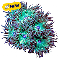 ORA Whisker Coral