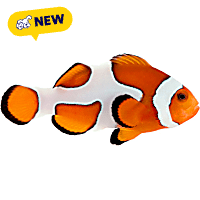 ORA Gladiator Clownfish